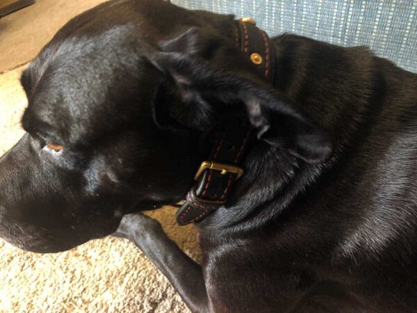 Dog with leather collar